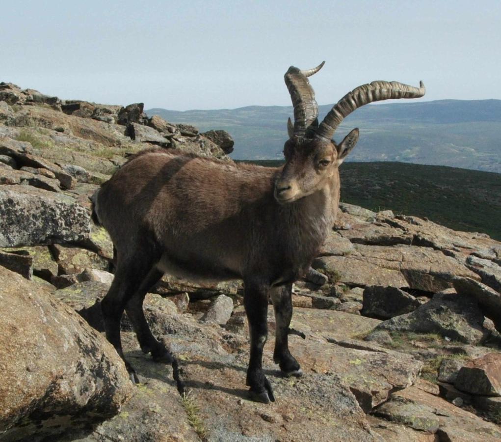 נאבארדונדה דה גרדוס El Nido De Gredos Cuco Apartamento Con Chimenea מראה חיצוני תמונה