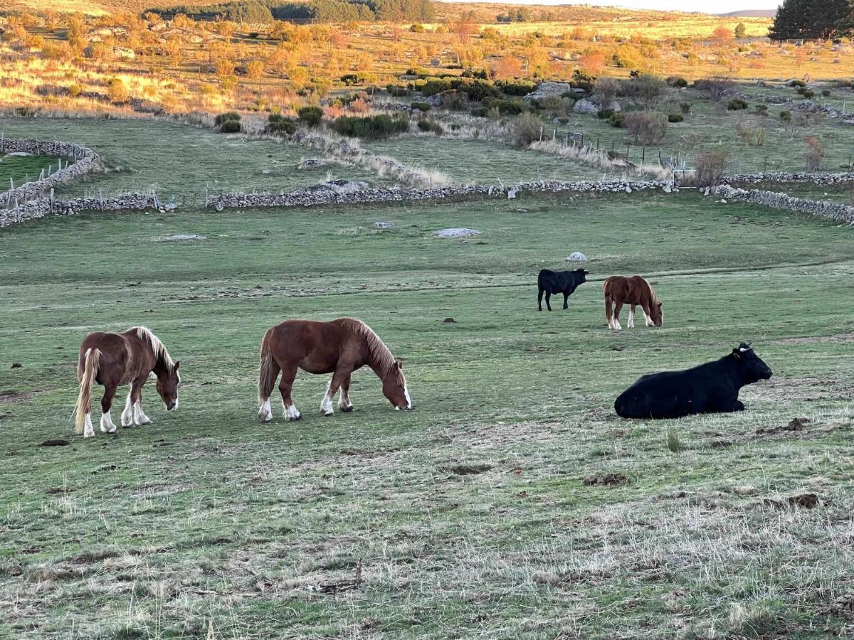 נאבארדונדה דה גרדוס El Nido De Gredos Cuco Apartamento Con Chimenea מראה חיצוני תמונה